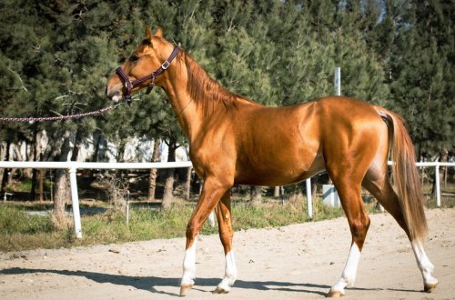 Hərraca çıxarılacaq Qarabağ atlarının ilkin satış qiymətləri açıqlanıb