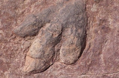 Alimlər 66 milyon il əvvəl yoxa çıxan dinozavrın qalıqlarını tapıblar