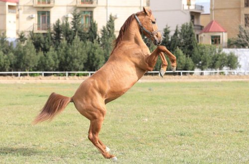 Qarabağ atlarının ilk satış auksionuna hazırlıq işləri davam edir