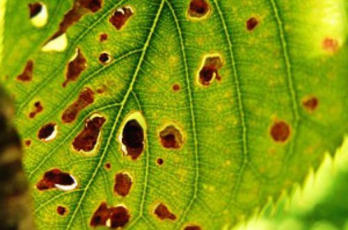 Bağlarda xəstəlik yayılması riski var – FERMERLƏRƏ SMS GÖNDƏRİLDİ