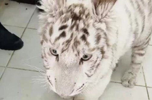 Polis bu evdə əməliyyat keçirdi: GÖRÜN NƏLƏR ÇIXDI