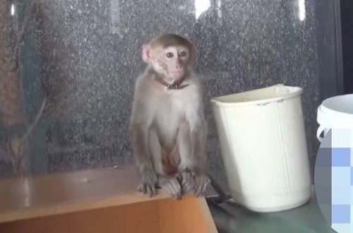 Qadağan olunmuş makaka meymunu saxlayan şəxs cərimələndi