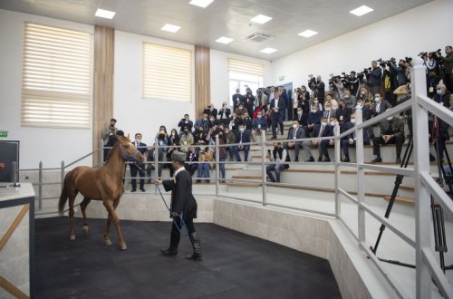 Azərbaycanda ilk dəfə Qarabağ atlarının auksion vasitəsilə satışı həyata keçirilib