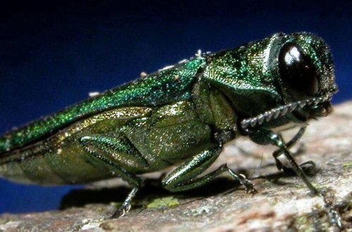 Rusiyadan Azərbaycana təhlükəli zərərverici həşərat keçə bilər