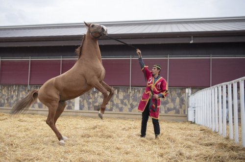 Azərbaycanda Qarabağ atlarının biomaterial bankı yaradılıb