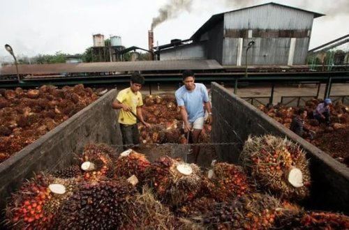 Dünyanın ən böyük palma yağı istehsalçıları korrupsiyada ittiham olunur