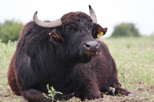 Azərbaycanda camış qadını öldürdü