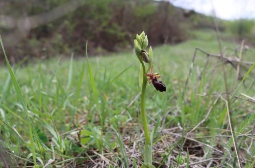 Şuşada Xarıbülbül çiçək açmağa başlayıb-FOTO
