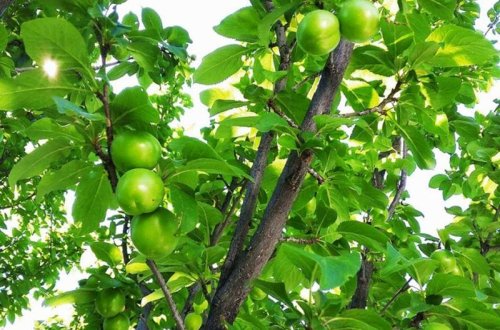 Bakıda bu meyvənin kilosu 80 manata satılır - VİDEO