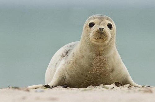 Десятки мертвых тюленей обнаружили на побережье Каспийского моря