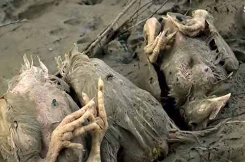 Ölü toyuqları Sumqayıt çayına atan şəxs cəzalandırıldı