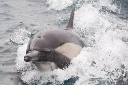 Rusiya dəniz bazasını qorumaq üçün “hərbi delfinlər” YERLƏŞDİRİR