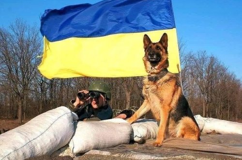 Ukrayna ordusu Xarkovun daha bir yaşayış məntəqəsinə daxil olub