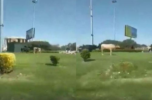 Bakıda yolayrıcındakı dairə otlağa çevrildi - VİDEO