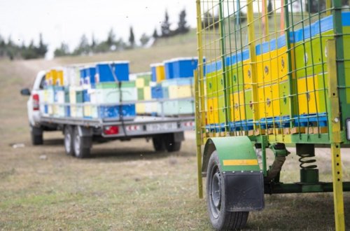 В этом году в Кельбаджар переселят более 20 тыс. пчелиных семей