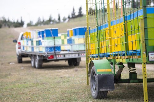 Köç başladı: bu il Kəlbəcər yaylaqlarına 20 mindən çox arı ailəsi köçürüləcək