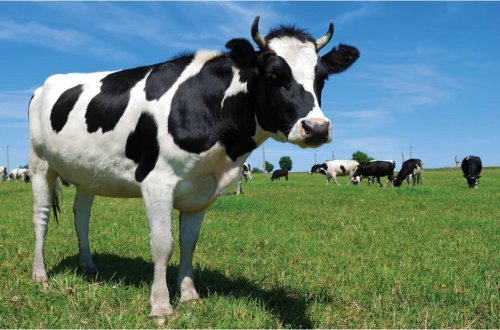 Neftçalada inək 63 yaşlı kişini vuraraq öldürüb