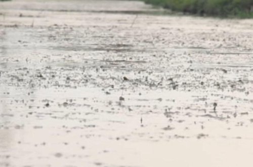 Ucarda acınacaqlı vəziyyət: sakinlər məcburiyyətdən kanalizasiya suyundan istifadə edirlər - VİDEO