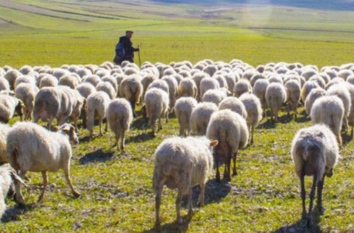 Örüşdə çoban meyiti tapıldı