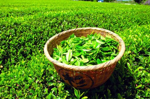 Gürcüstan ən çox quru çayı Azərbaycana ixrac edir