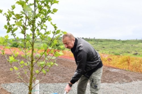 Prezident və birinci xanım Füzulidə yeni yaradılacaq mərkəzi parkın ərazisində ağac əkiblər - YENİLƏNİB