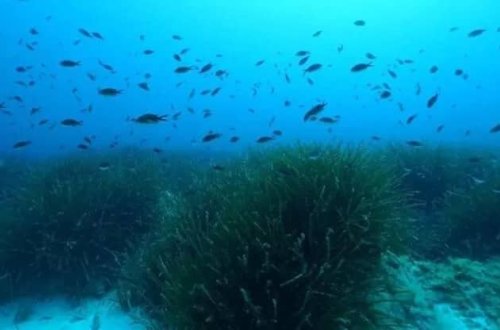 Okean dibində “şəkər dağları” kəşf edilib