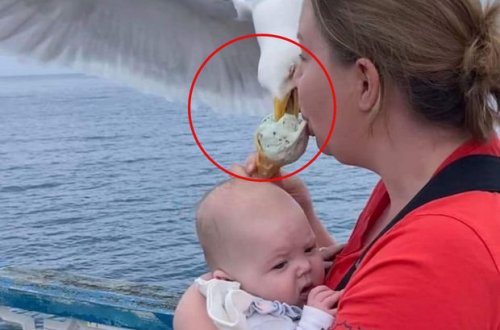 Ananın uşağı yatızdırmağından “istifadə edən” qağayı onun dondurmasını oğurladı - FOTO