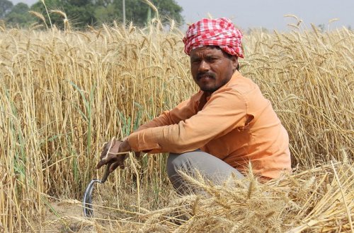 Hindistan taxıl ixracını dayandırıb