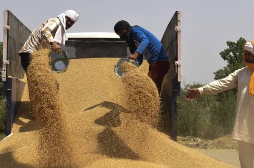 Buğdanın qiyməti rekord həddə çatıb - HİNDİSTANIN QADAĞASINA GÖRƏ