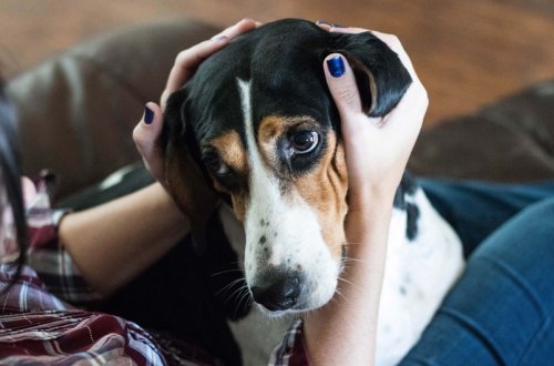 Ev heyvanı saxlayanlara xəbərdarlıq: 