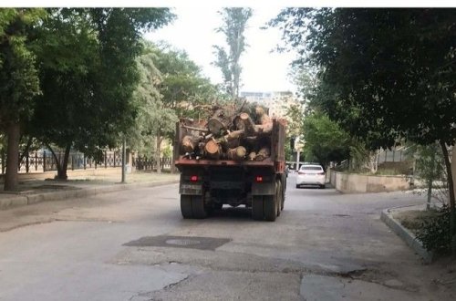 Bakıda bina tikintisi ilə bağlı ağaclar kəsildi - VİDEO