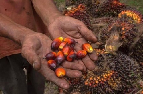 İndoneziya palma yağının ixracına qoyulan qadağanı ləğv edib