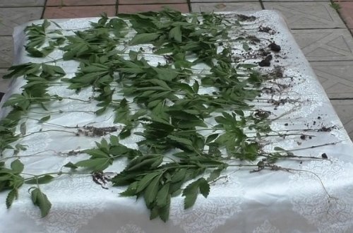 Həyətində kannabis yetişdirən şəxs saxlanıldı