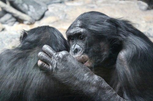 İspaniyada meymunçiçəyinə yoluxanların sayı 98 nəfərə çatıb