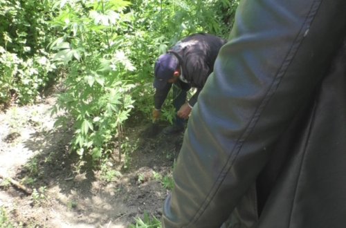 Göyçayda həyətində narkotik plantasiyası salan şəxs tutulub