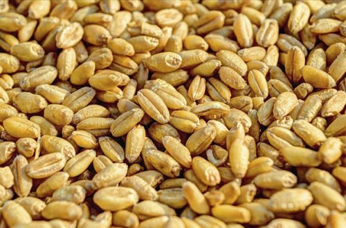 Xersondan Rusiyaya taxıl ixracına başlanıldı