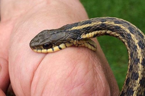 İlan sancması ilə bağlı əhaliyə xəbərdarlıq