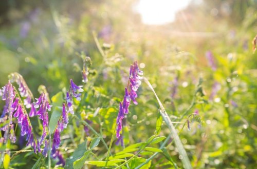 Sabah Bakıda 32, rayonlarda 36 dərəcə isti olacaq