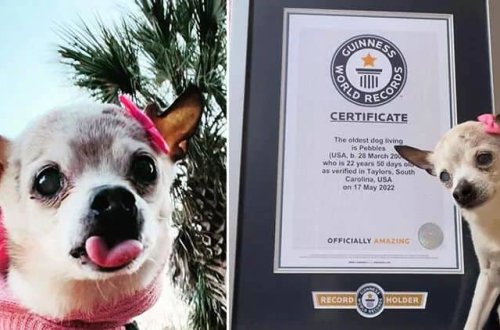 22 yaşlı it Ginnesin Rekordlar Kitabına düşüb