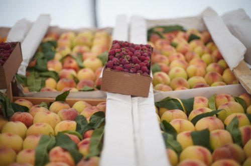 Bakı və Abşeronda “Kənddən Şəhərə” həftəsonu yarmarkaları keçiriləcək
