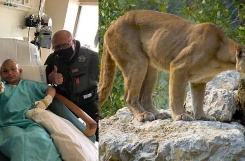 ABŞ-da 9 yaşlı qız pələngin hücumuna məruz qalıb