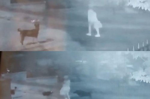 İşdən qayıdan qıza 15 it hücum etdi - VİDEO