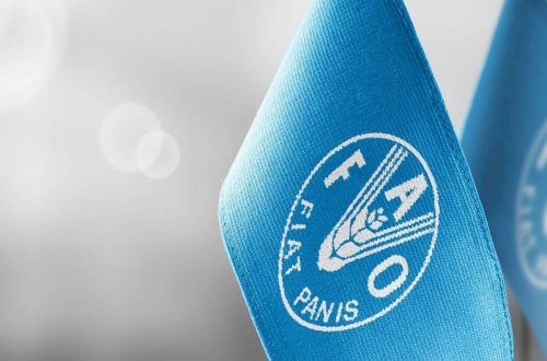 FAO: Rusiya və Ukraynadan ərzaq tədarükü qısa müddətdə əvəz edilə bilməz