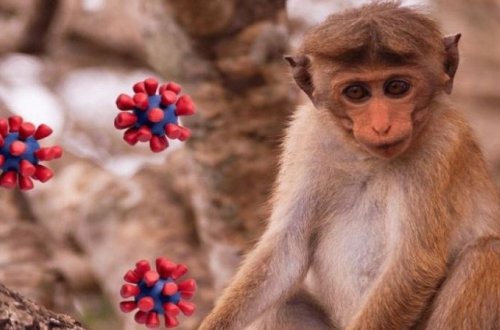 Meymunçiçəyi dünyada süni yayılır? - Həkimdən Açıqlama