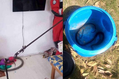 Yataq otağına girən ilan insanlarda təşviş yaratdı - VİDEO