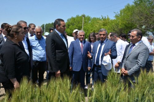 Tərtərdə “Taxılçılıqda yeni sortlar və innovativ becərmə texnologiyaları” mövzusunda tarla müşavirəsi keçirilib