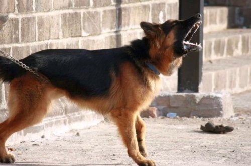 ABŞ-da yüksək səsli it hürməsi qanun pozuntusu kimi qəbul olundu