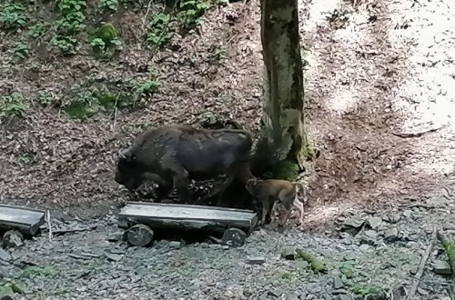 Şahdağ Milli Parkında daha bir zubr balası dünyaya gəlib