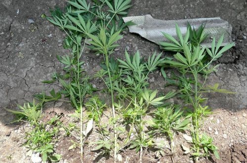 Tərtər polisi əməliyyat keçirib, saxlanılan var