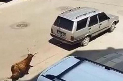 Keçini avtomobilinin yedəyinə bağlayıb arxasınca sürüdü - VİDEO